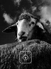 | Sease
